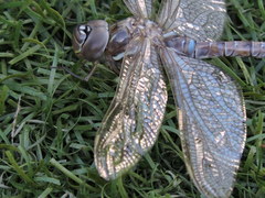 Rhionaeschna multicolor