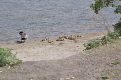 Branta canadensis