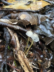 Mycena subviscosa