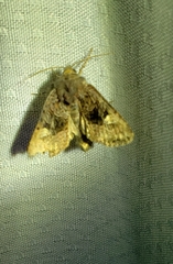 Euplexia benesimilis