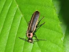 Podabrus brevicollis