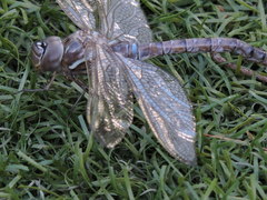 Rhionaeschna multicolor