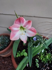 Angiospermae