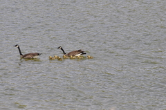 Branta canadensis