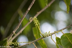 Trichostigma octandrum