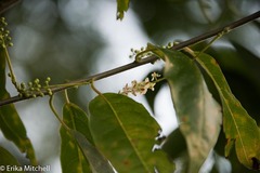 Trichostigma octandrum
