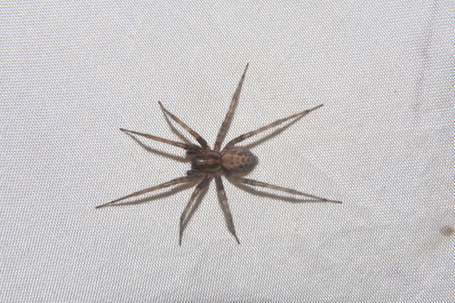 Barn funnel weaver