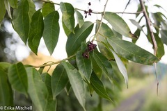 Trichostigma octandrum