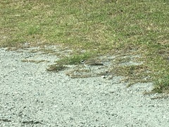 Charadrius vociferus