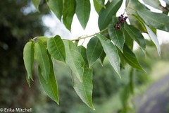 Trichostigma octandrum