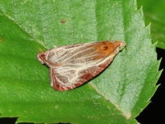 Olethreutes quadrifidum