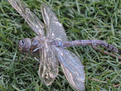 Rhionaeschna multicolor