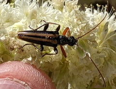 Cortodera longicornis