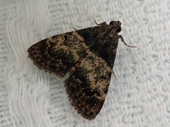 Lepidogma melanobasis