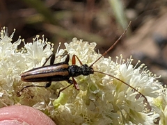 Cortodera longicornis