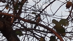 Pycnonotus aurigaster