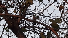 Pycnonotus aurigaster