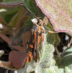 Synanthedon polygoni