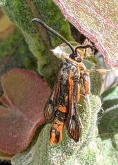 Synanthedon polygoni