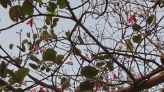 Pycnonotus aurigaster