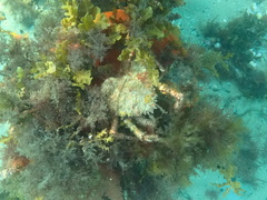 Leptomithrax gaimardii