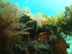 Leptomithrax gaimardii