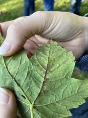 Scolypopa australis