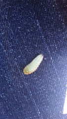Satyrium tetra