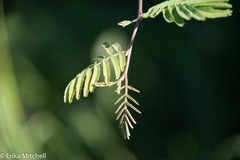 Dichrostachys cinerea