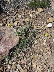 Potentilla multisecta
