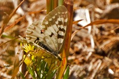 Parnassius clodius