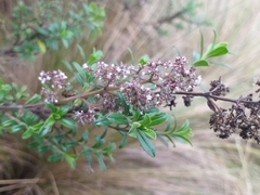Valeriana microphylla