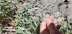 Epilobium septentrionale