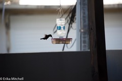 Eulampis holosericeus