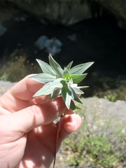 Epilobium septentrionale