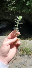Epilobium septentrionale