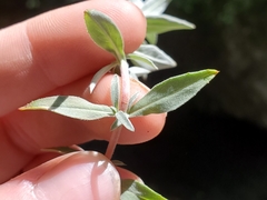 Epilobium septentrionale