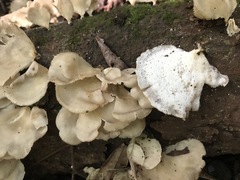 Favolus spatulatus