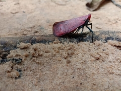 Scamandra semele
