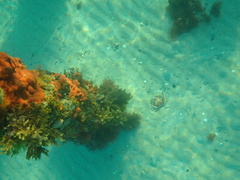 Leptomithrax gaimardii