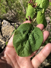 Matelea decipiens