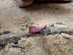 Scamandra semele