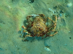 Leptomithrax gaimardii