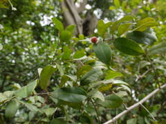 Salacia