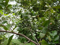 Salacia