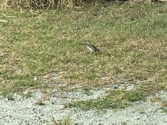 Charadrius vociferus