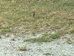 Charadrius vociferus
