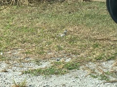 Charadrius vociferus