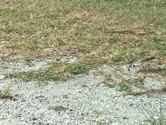 Charadrius vociferus