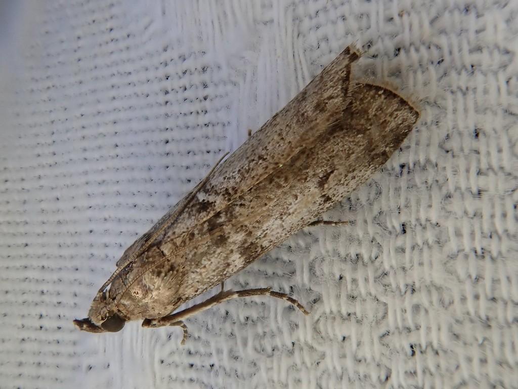 Oncocera mikadella